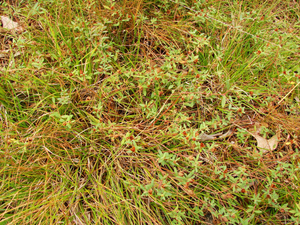 Photo By: Stephen M. Young. Photo taken: Suffolk County, NY on 14 July 2010